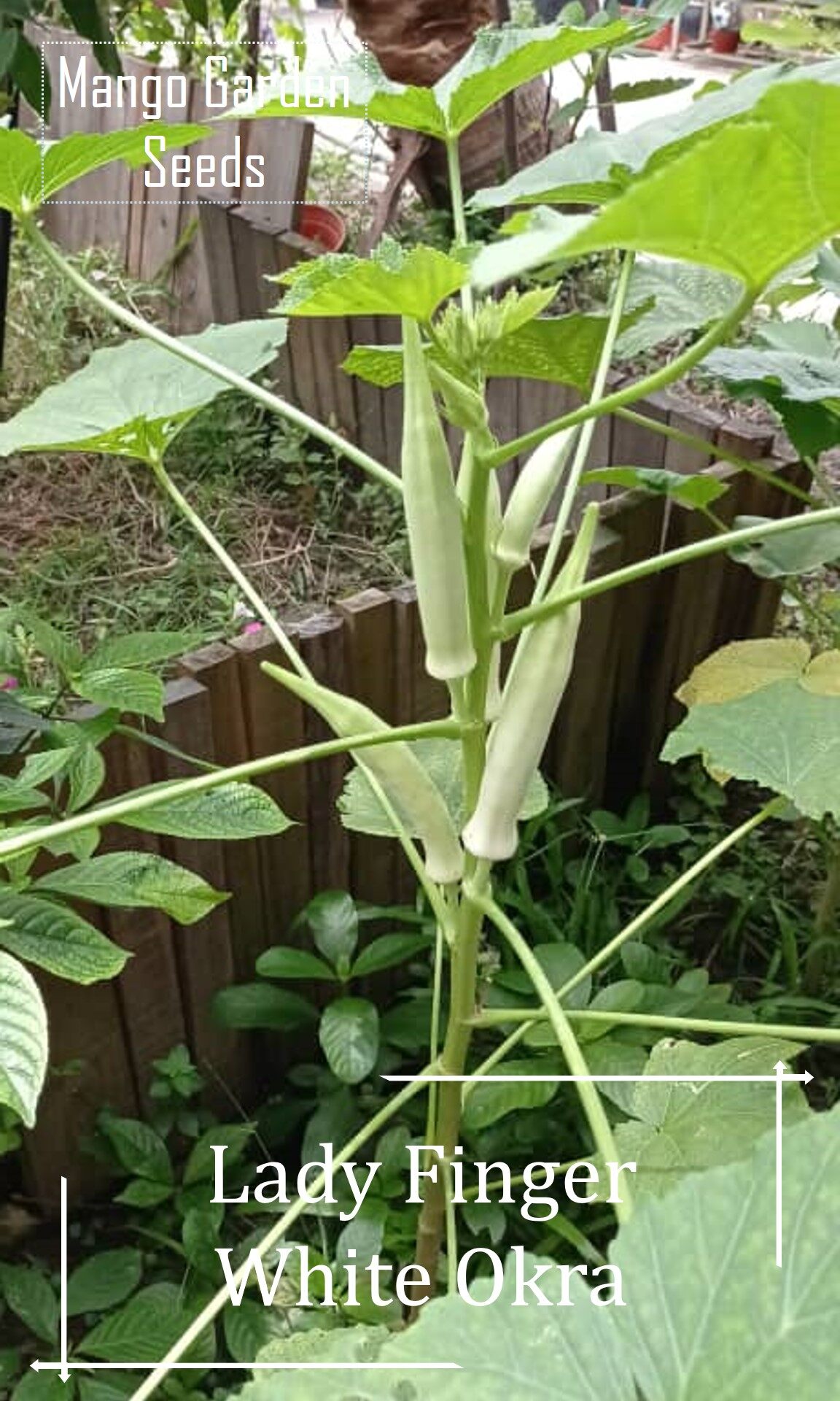 Japanese Heirloom White Okra Seeds 50 seeds (not live plants) Lazada PH