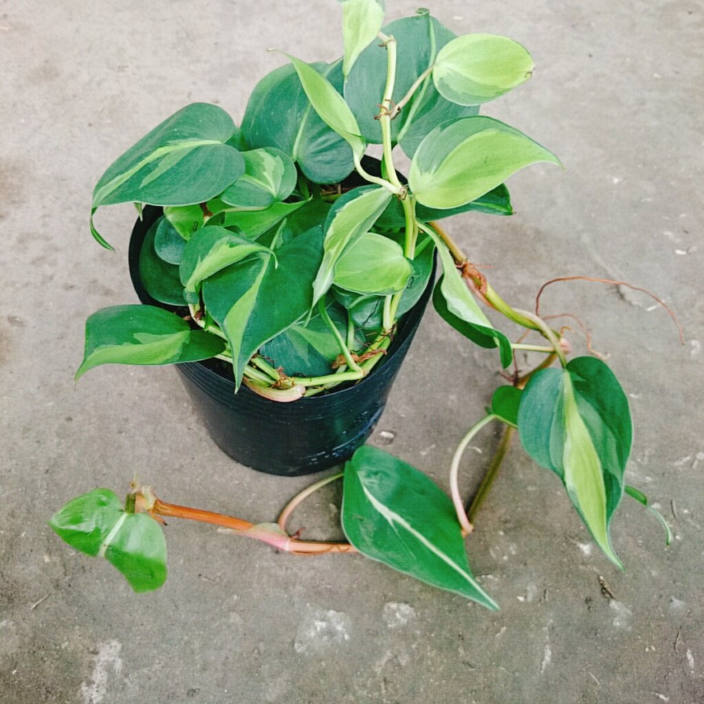 Trầu bà Brazil ( Philodenron Brazil )