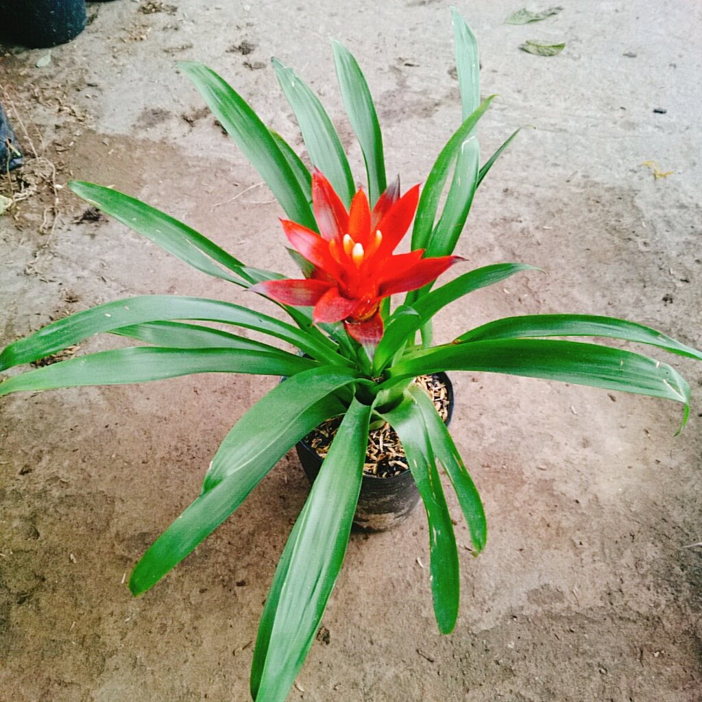 Cây phong lộc - cây cảnh để bàn