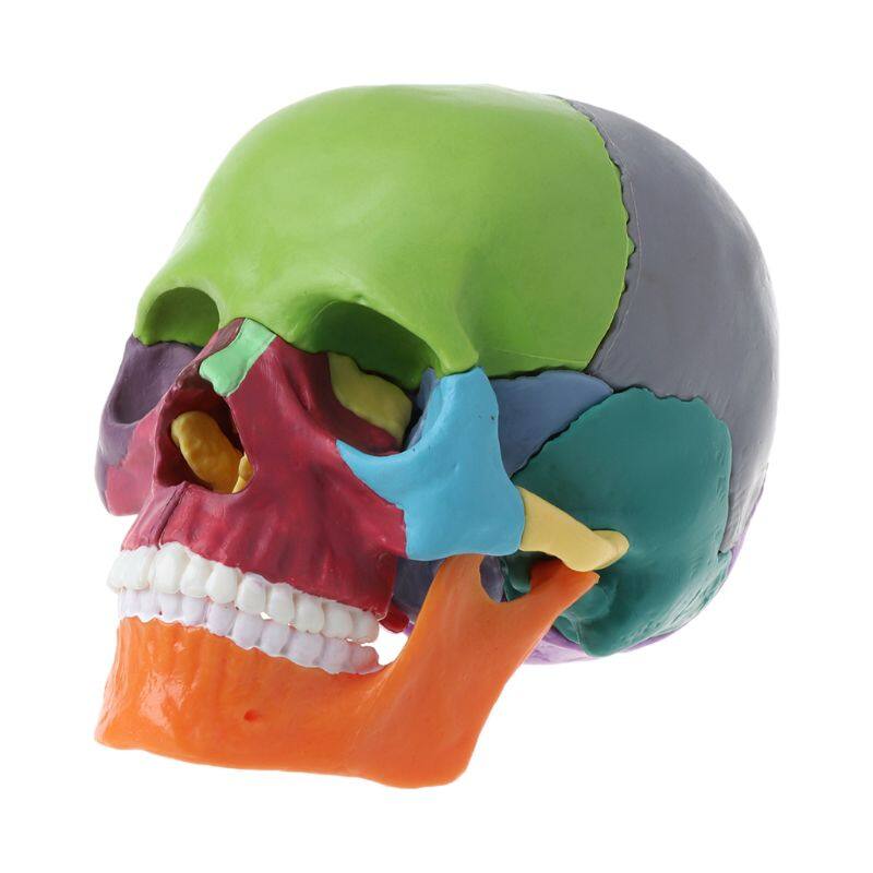 15pcs/set 4D Disassembled Color Skull Anatomical Model Detachable Teaching Tool