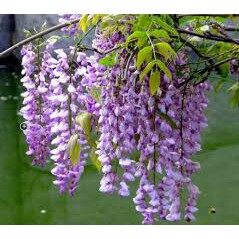 Hạt giống hoa tử đằng 3h