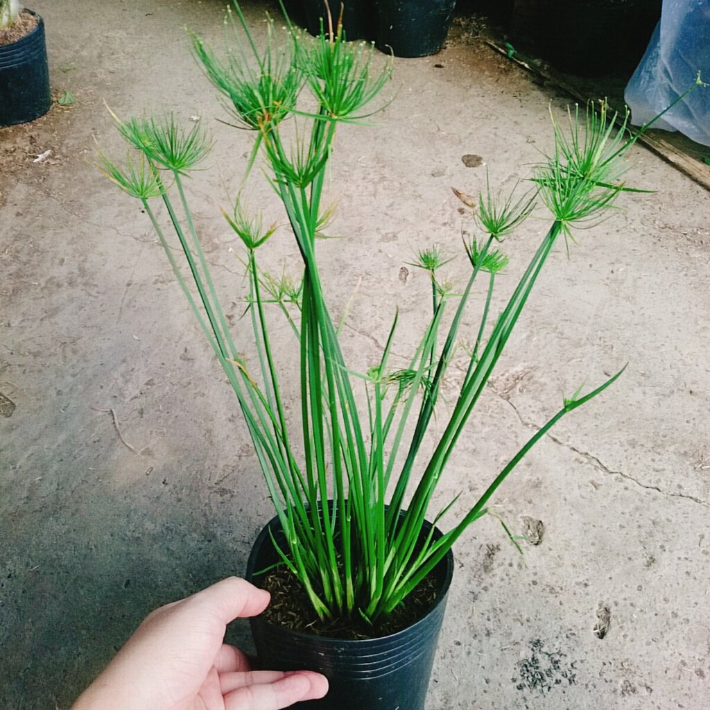 Cây Thủy Trúc Thái - cây cảnh thủy sinh