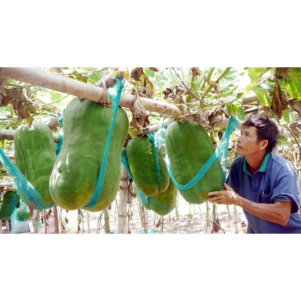 MA226 Hạt giống bí đao khổng lồ 5hạt  ( tặng kèm thuốc kích mầm ra rễ)