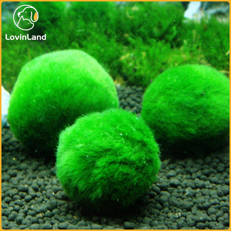 Marimo Bóng Rêu Tảo Marimo Rong Biển Trang Trí Hồ Cá Thật 100% Và Tảo Biển