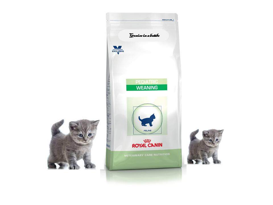 royal canin pediatric weaning kitten