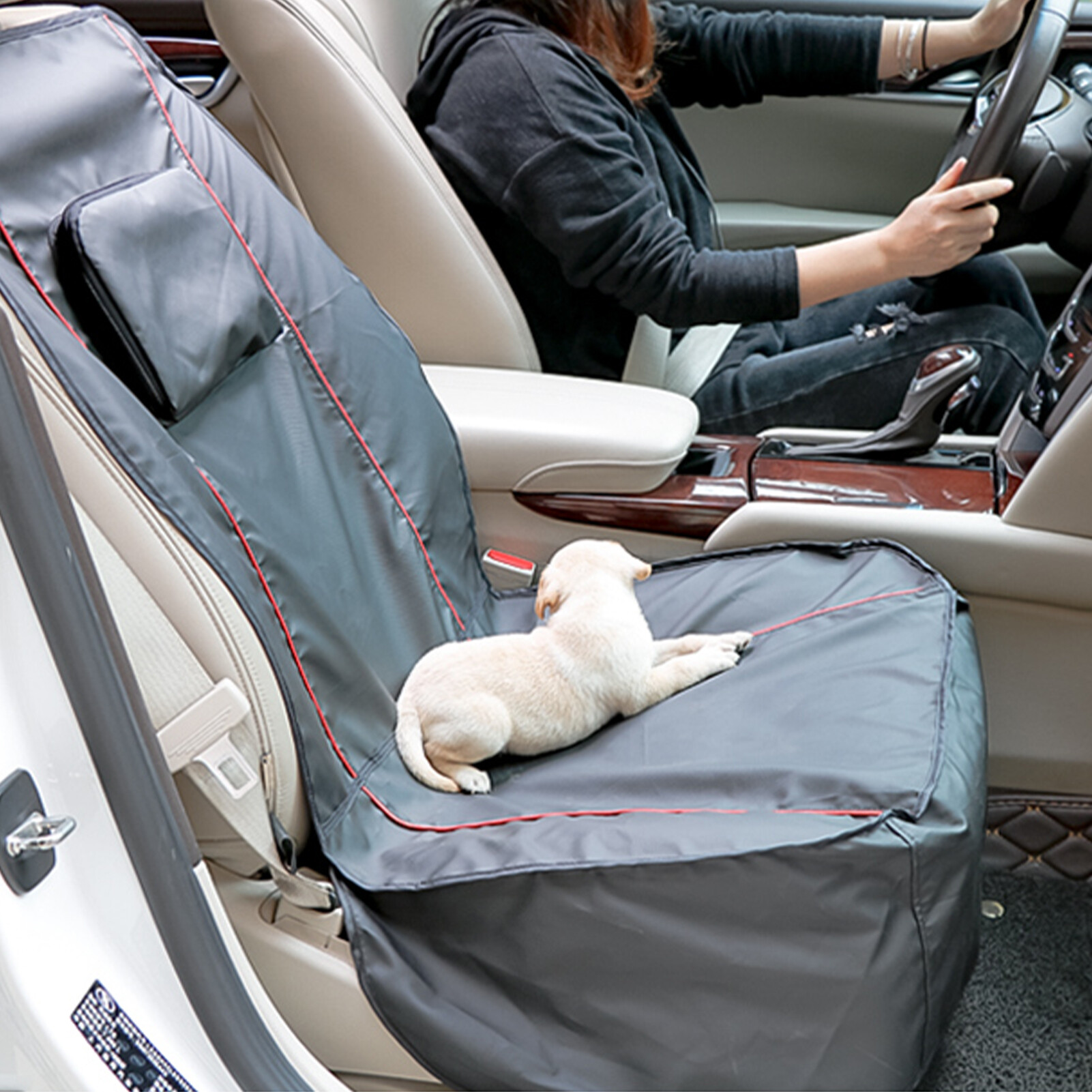 pet car restraints