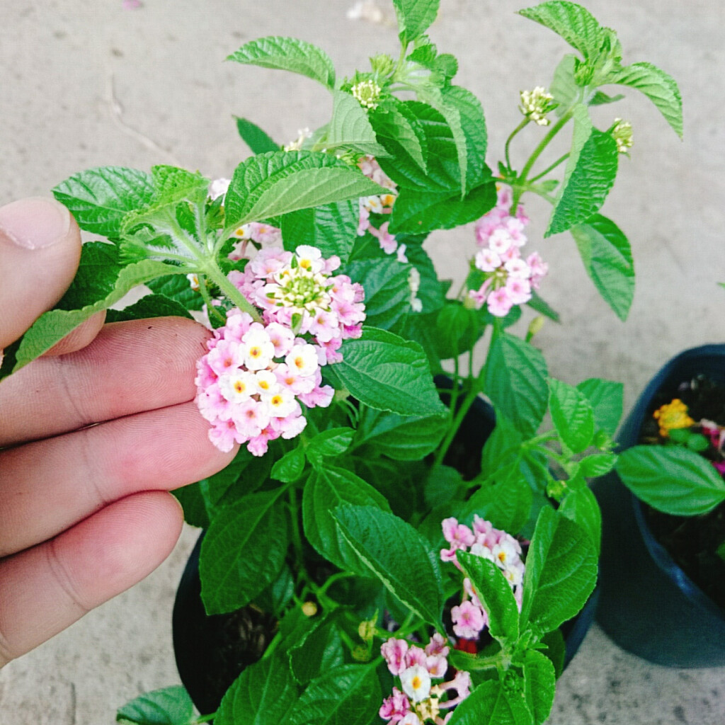 Hoa Ngũ Sắc (Hồng) - Hoa Trâm Ổi Hồng