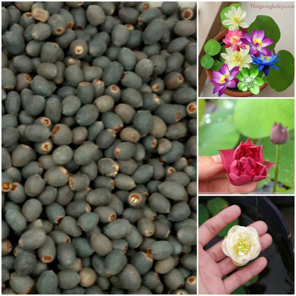 Hạt Giống Sen Mini Full 7 Màu