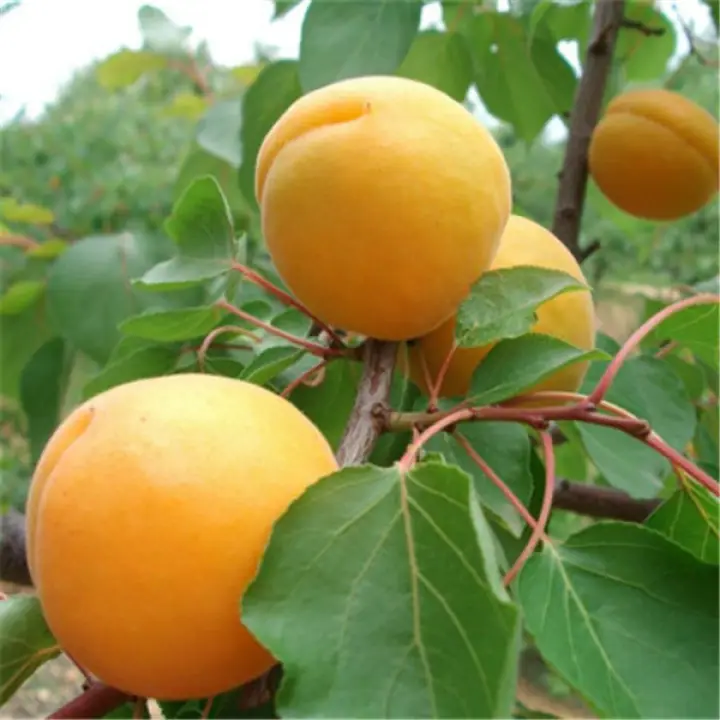 Apricot Tree Seeds,10Pcs Sweet Apricot Seeds Tree Rare Fruit Bonsai Plant Home Garden Decor