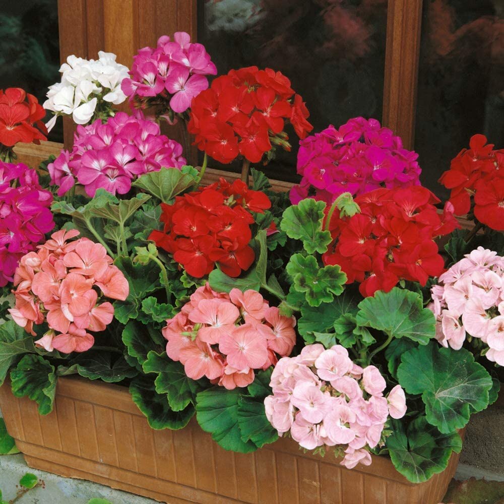 MA36 [Gói Hạt] Hạt Giống Hoa Phong Lữ Thảo (tặng kèm phân)