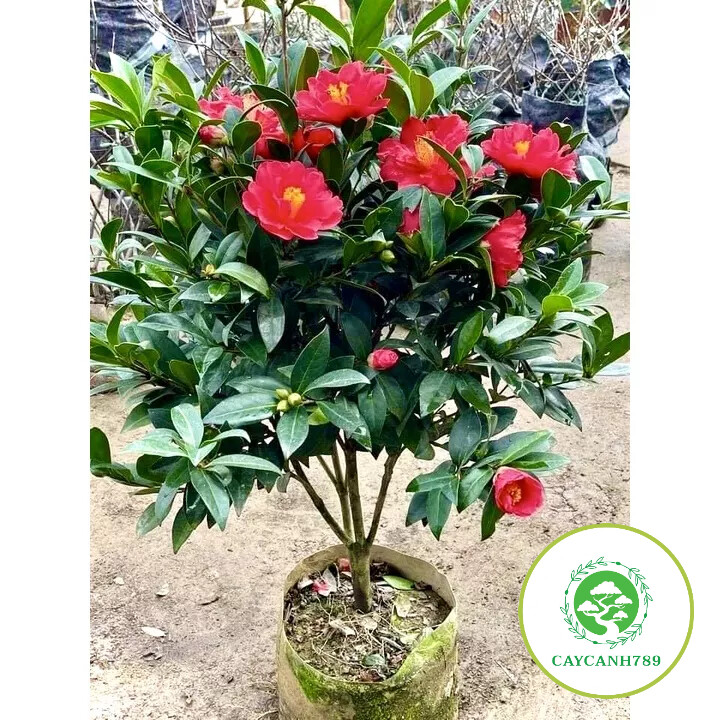 Cây trà tứ quý bông kép cao 70cm