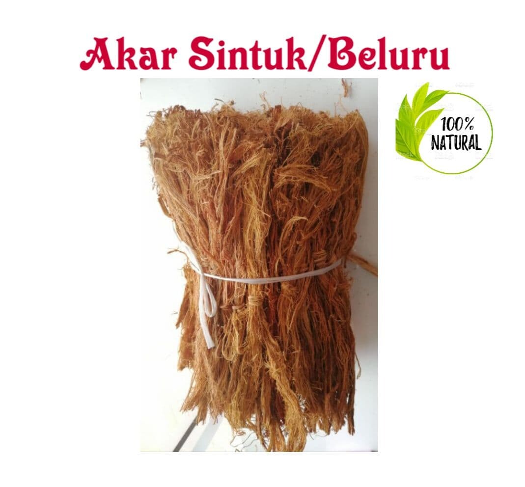 Akar Sintuk 30g | Lazada