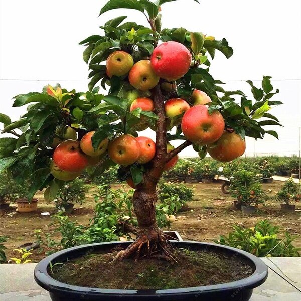 20pcs Very Good Dwarf Apple Seeds Bonsai Apple Tree Plant Fruit Trees Seeds Sweet Food For Indoor Garden Lazada Singapore