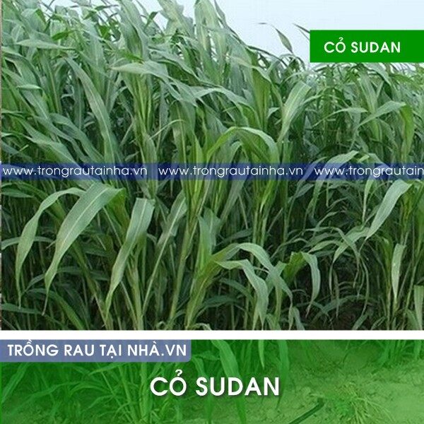Hạt giống cỏ Sudan lai - Cỏ Cao Lương (gói 200g)