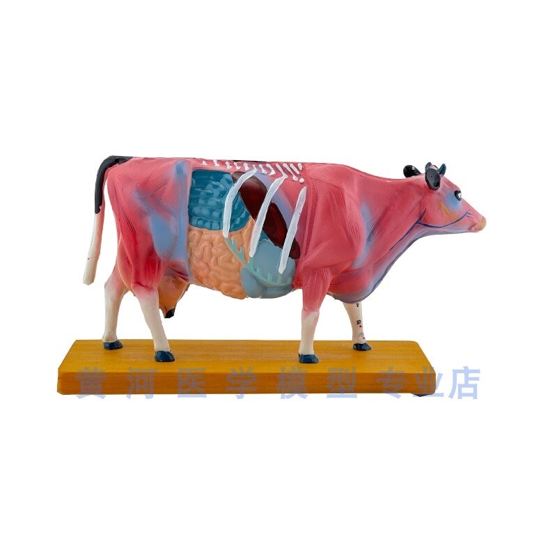 Animal anatomy model acupuncture model animal anatomy model animal
