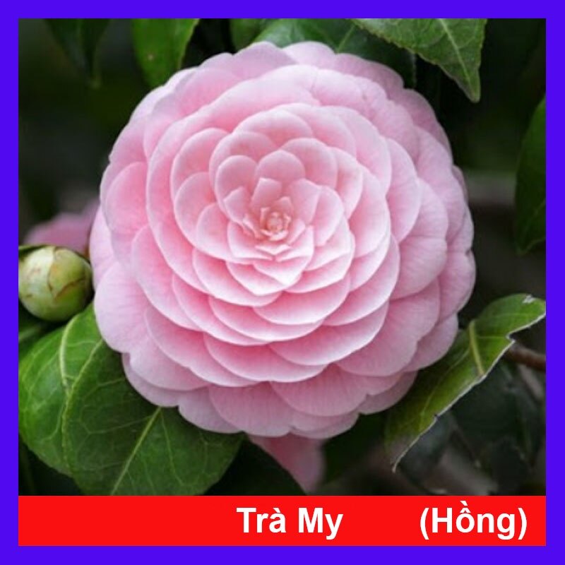 Cây hoa trà my ra hoa sau 4-5 tháng