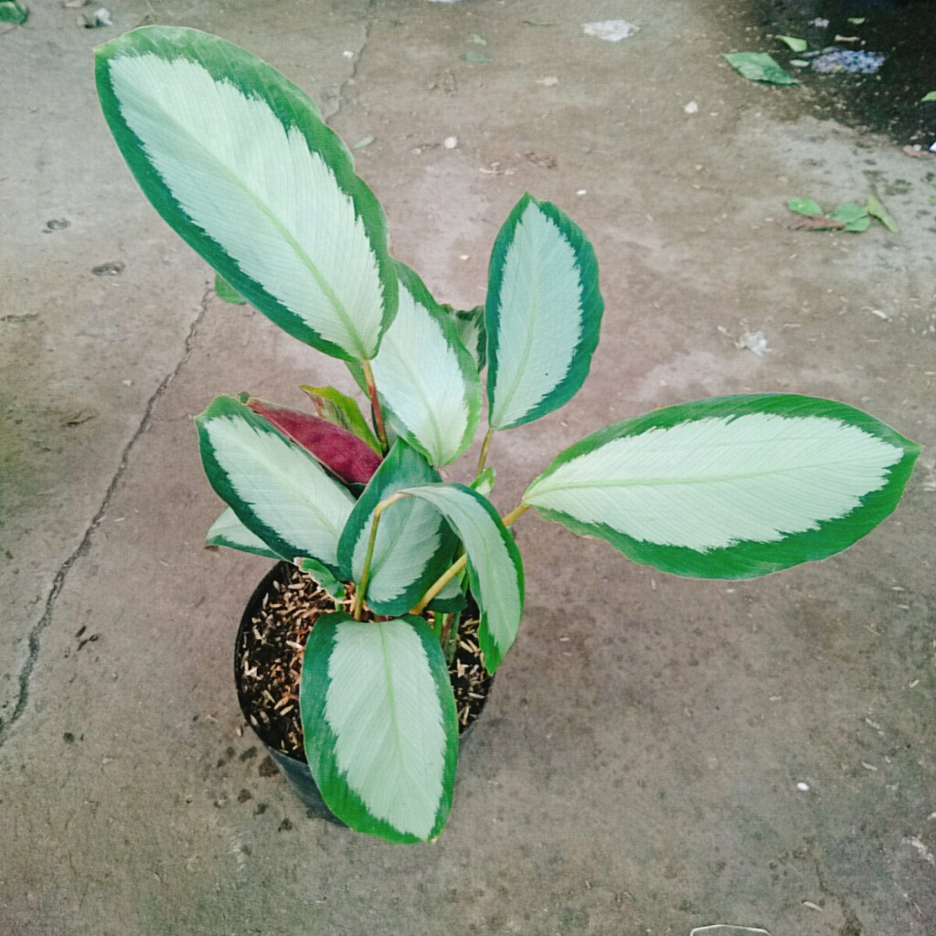 Cây Đuôi Công Trắng - Đuôi Công Lá Bạc