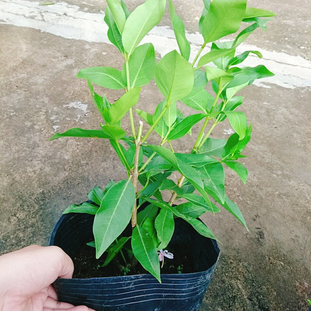 Cây vối nếp - 10 công dụng thần kỳ