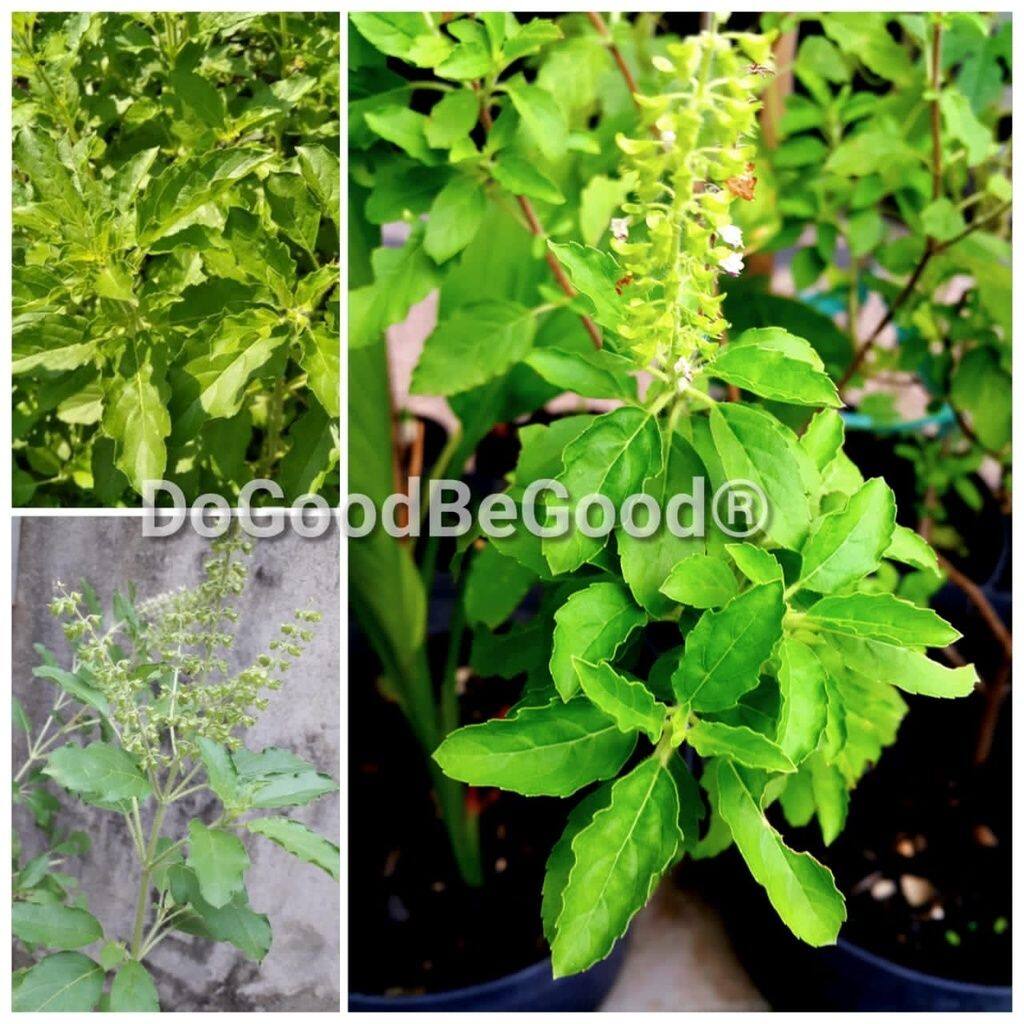 60pcs Tulsi/Holy Basil Plants Seeds/ Biji Benih Pokok Ruku Ruku,Tulsi ...