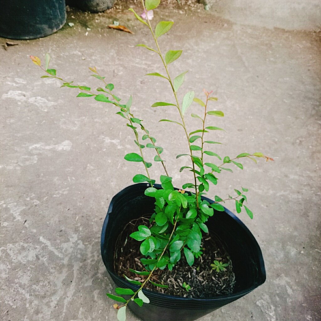 Cây Sơn Liễu - cây cảnh sân vườn