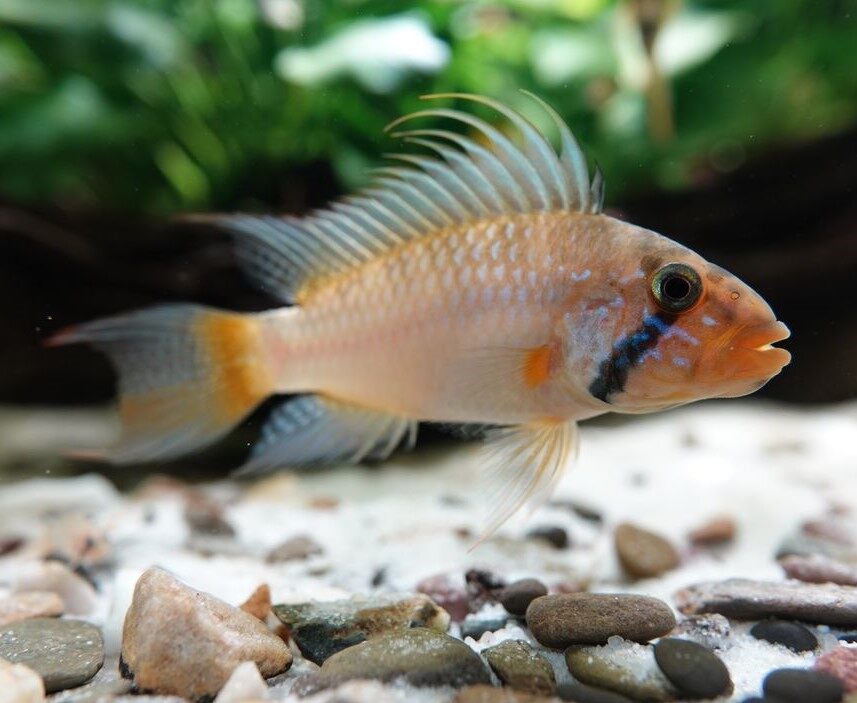 【Su's Aquatic】APISTOGRAMMA MEGASTOMA - 蓝宝石帝王短鲷【PAIR】 | Lazada