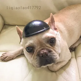 small dog helmet