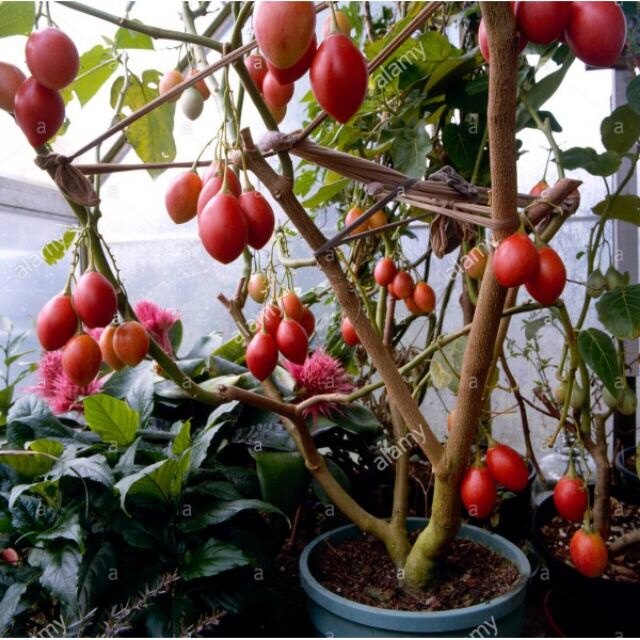 MA222 Hạt Giống Cà Chua Thân Gỗ 10 Hạt