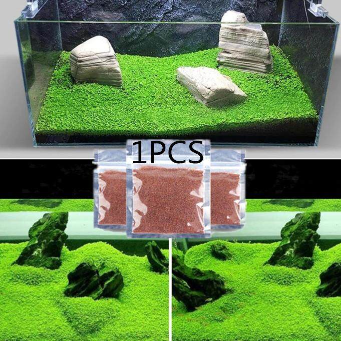 Aquarium Plant Seed Easy Growing Aquarium Water Plant Small Leaf