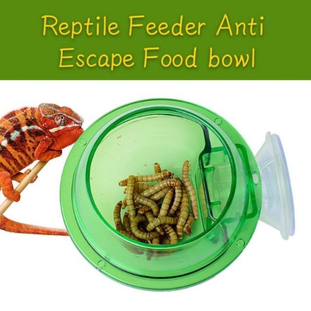 gecko food bowl