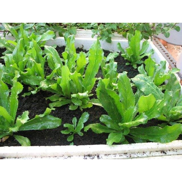 MA43 Hạt Giống Ngò Gai (Mùi tàu) 1gr 50 hạt