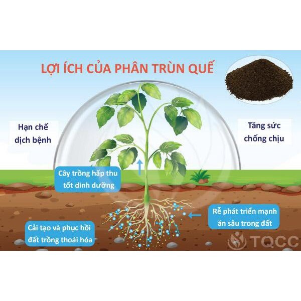 1Kg Phân bón trùn quế hữu cơ nguyên chất