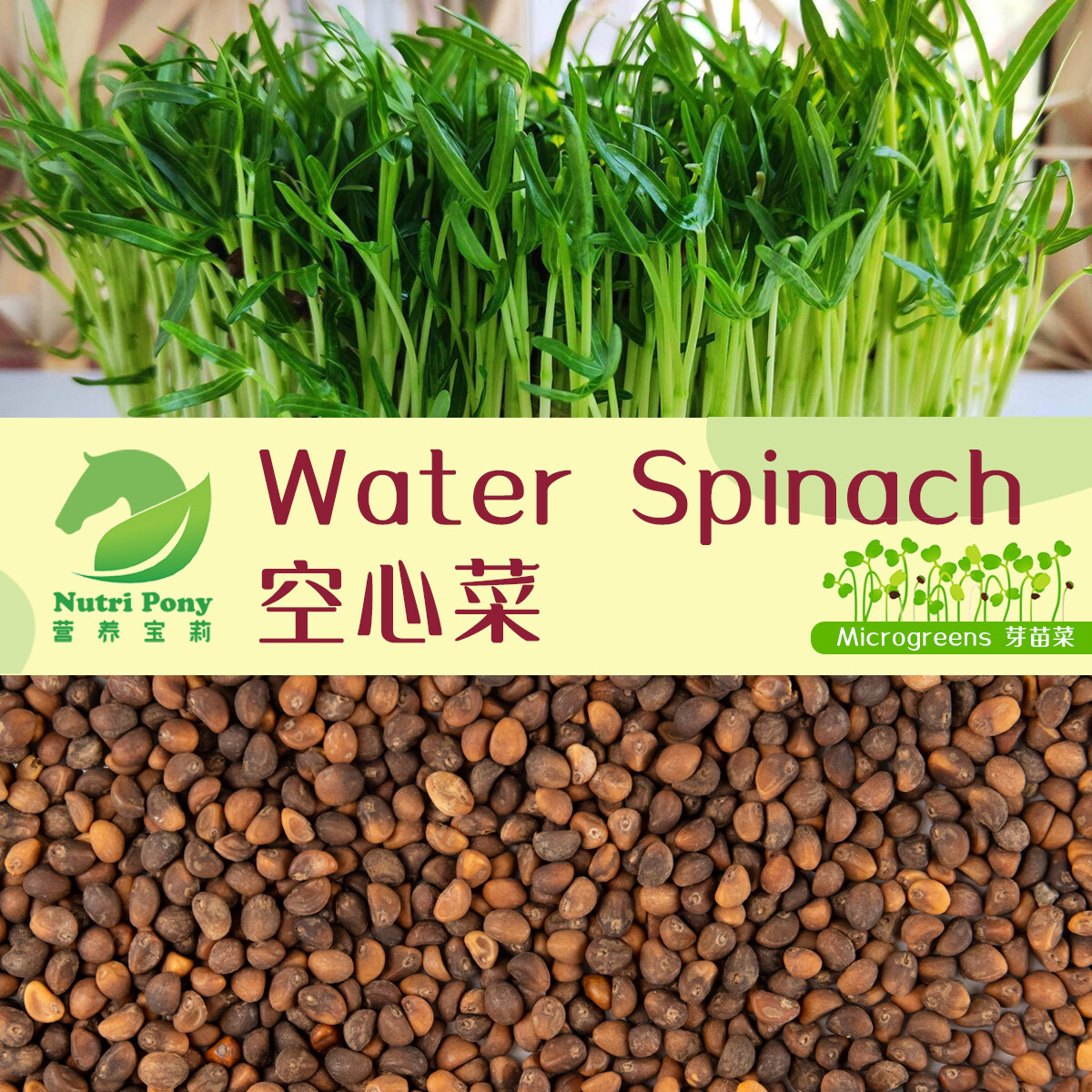 100 Grams Water Spinach Microgreens Seeds Non Gmo 空心菜蕹菜芽苗菜种子biji Benih Kangkung Sayur Vegetables Nutri Pony Lazada