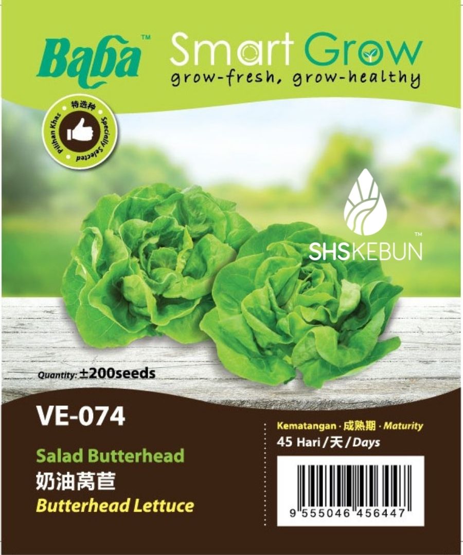 Baba Butterhead Lettuce Seed Non-GMO F1 Benih Salad Butterhead VE-074 ...