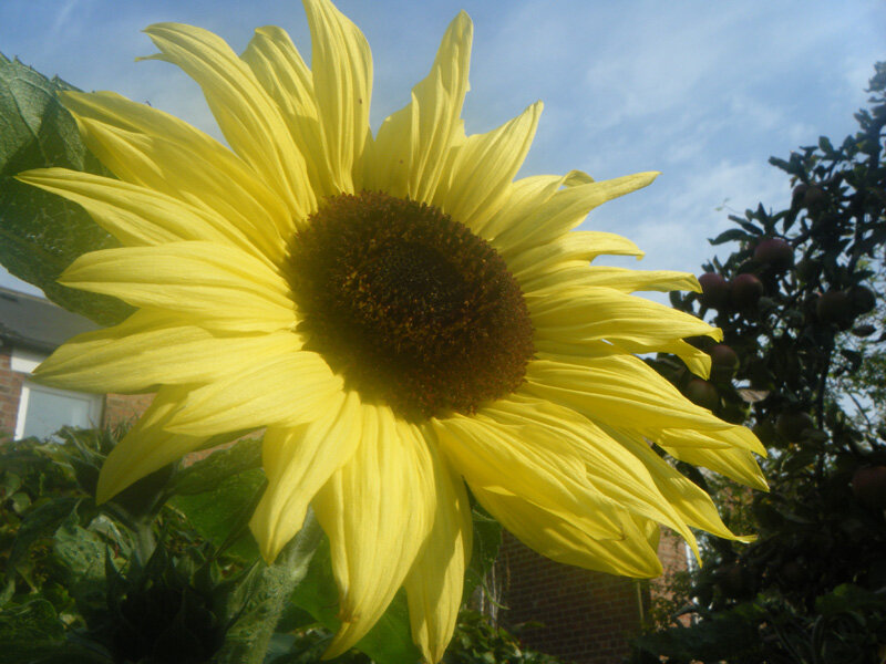 Moonwalker Sunflower (10 seeds) Lazada