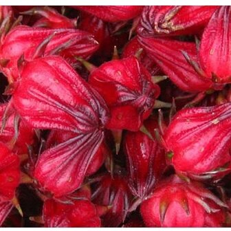 Ma163 hạt giống hoa atiso đỏ