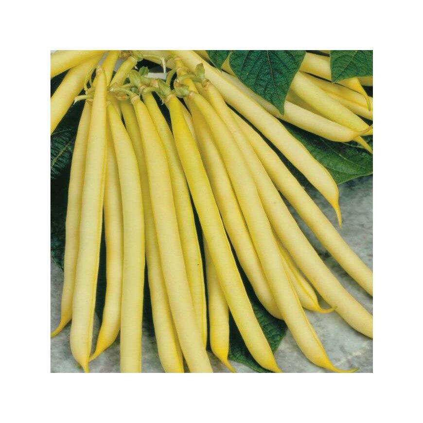 Hạt giống đậu cove vàng 50gr