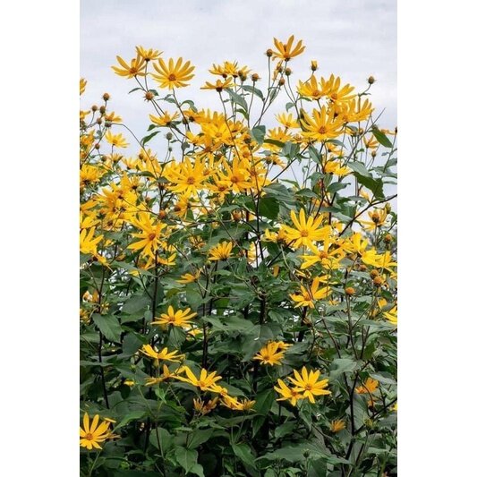 Pokok Jerusalem Artichoke real plant hotselling indoor outdoor Lazada