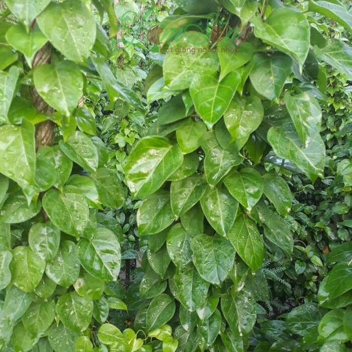 Ma306 gói hạt giống cây lá giang giống mới chịu nhiệt 4 mùa