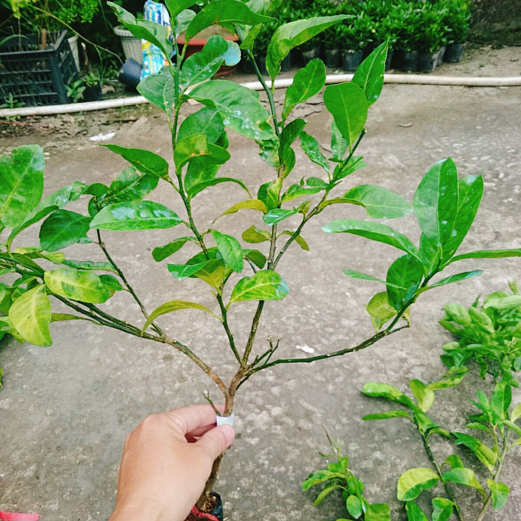 Cây chanh đào - rất thơm, mọng nước, ruột hồng