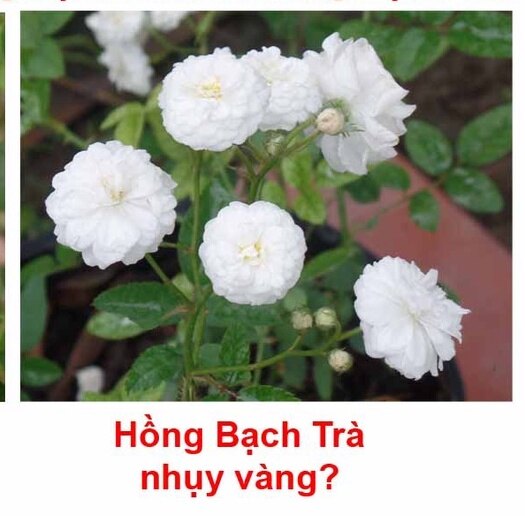 Ma213 gói 20 hạt hồng bạch trà