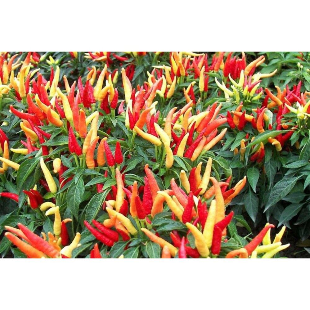 Hạt Giống Ớt Chỉ Thiên F1 30H