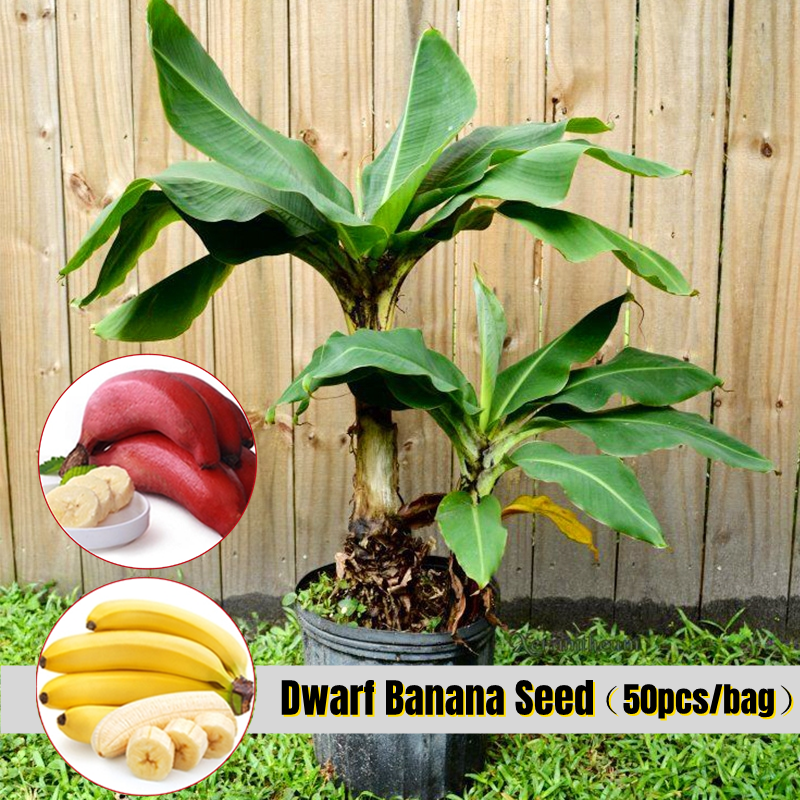 Fresh Dwarf Banana Seed for Planting (50pcs Per Pack）Bonsai Seeds