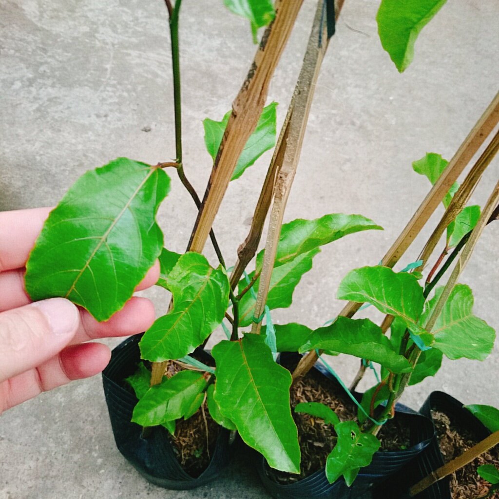 Cây Chanh Dây Ngọt Vàng - 3 tháng cho trái