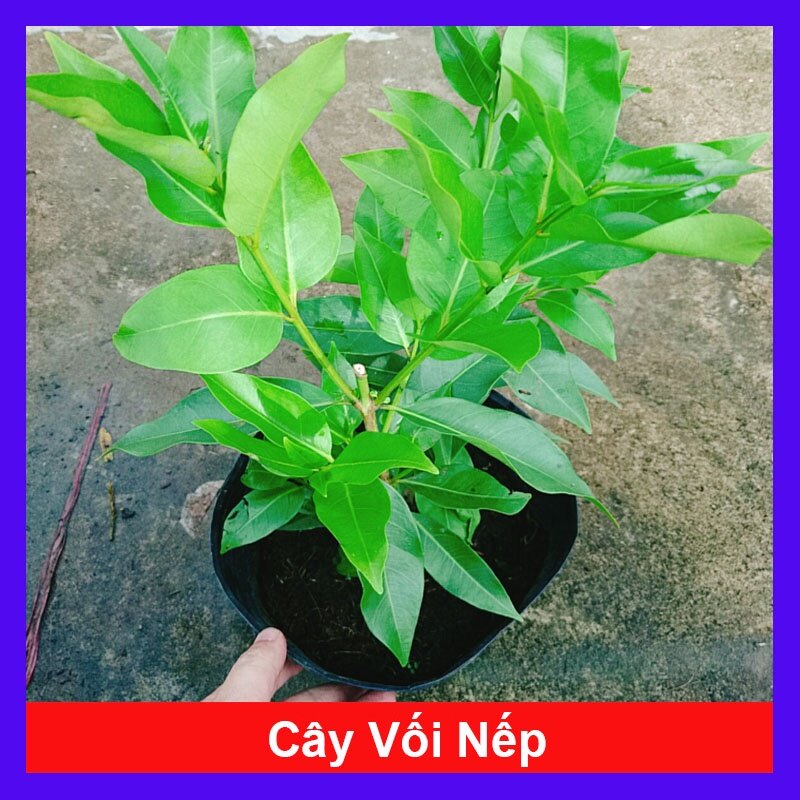Cây vối nếp - 10 công dụng thần kỳ
