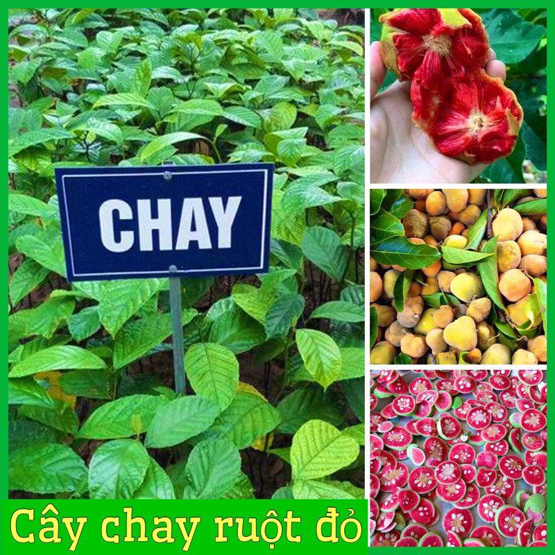 Cây chay ruột đỏ giống cao 40cm