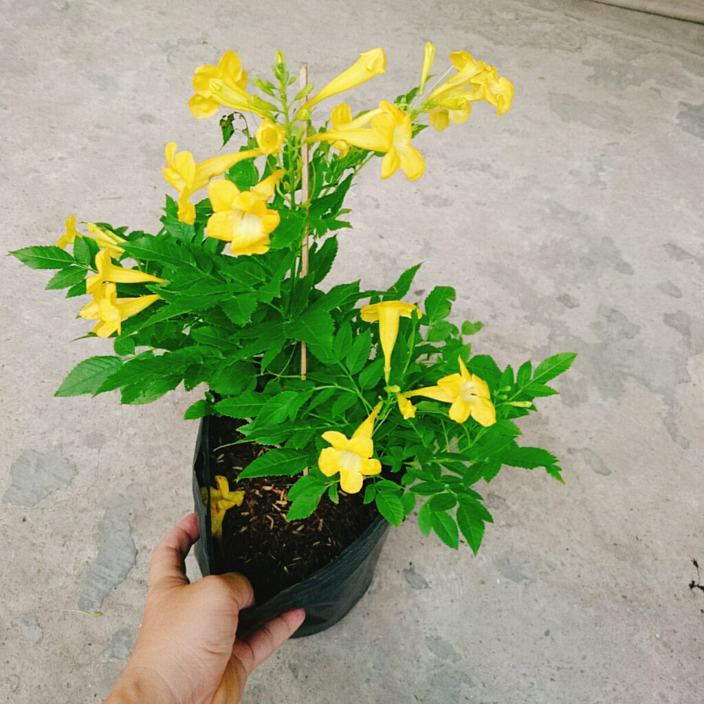 Cây Hoàng Yến (Giống Mới) - cây cảnh sân vườn