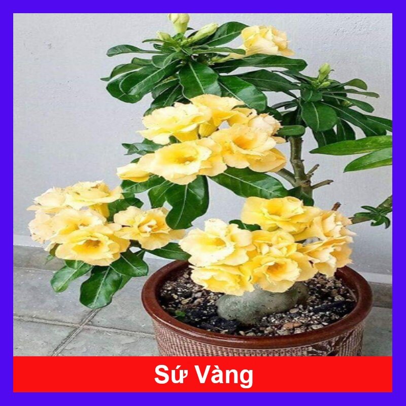 Cây Sứ Thái Kép Hoa Vàng - cây cảnh trong nhà
