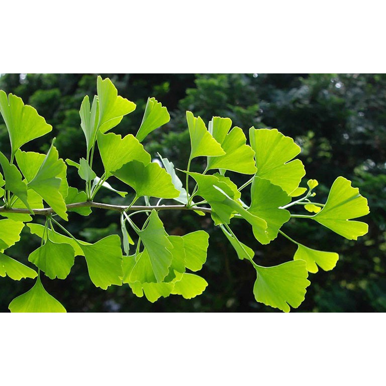 10 hạt cây ngân hạnh cây bạch quả