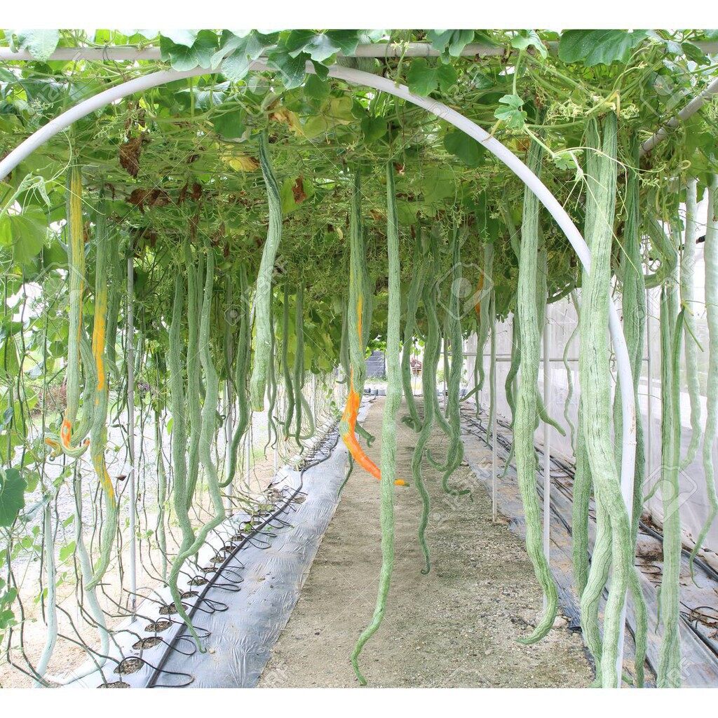 Hạt giống mướp rắn siêu trái F1 gói 5 hạt