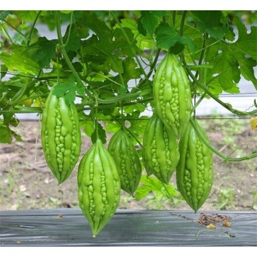 MA43C Hạt Giông Mướp Đắng 5 Hạt